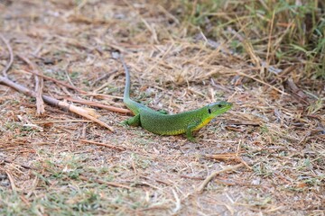 Albania nature -  Balkan Green Lizard(Lacerta trilineata). Albania reptile wildlife.