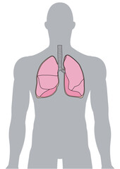 人体の肺・気管支・呼吸器