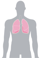人体の肺・気管支・呼吸器
