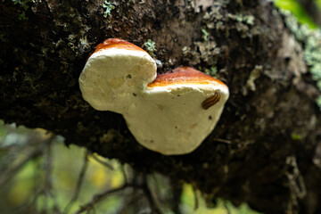 Fungi kingdom, macro photography of mushroom and mycelium in a forest 