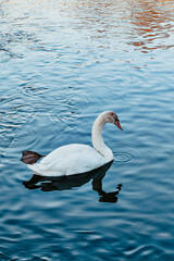 Fototapeta premium Beautiful White Swan Swimming on Blue Water Lake. Elegant Bird Wildlife Photography for Nature, Animals, Serenity and Peaceful Scene