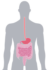 人体の消化器官