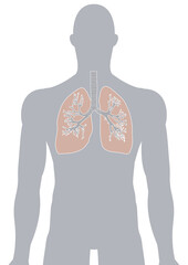 人体の肺・気管支・呼吸器