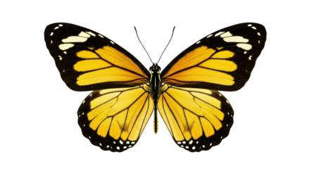 Isolated butterfly with a yellow and black wing pattern showing its beauty and gracefulness