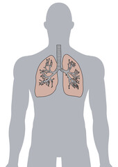 人体の肺・気管支・呼吸器