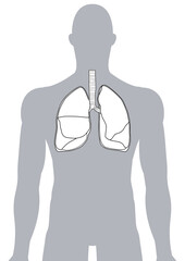 人体の肺・気管支・呼吸器
