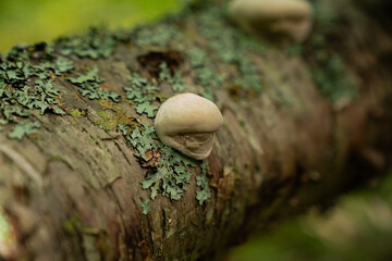 Fungi kingdom, macro photography of mushroom and mycelium in a forest 