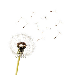 Obraz premium Dandelion Seed Head Releasing Fluffy Seeds Drifting Away