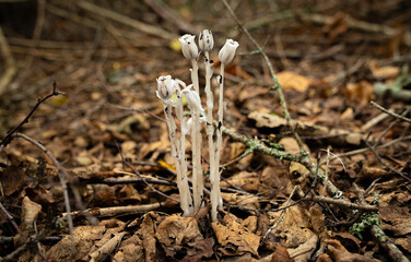white ghost pipe plants (Monotropa uniflora), also called Indian pipe, emerging from leaf litter on a damp woodland floor.