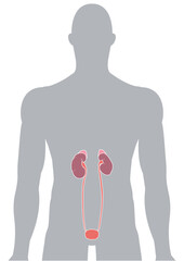 人体の腎臓