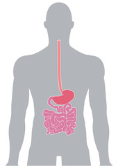 人体の消化器官