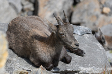 Ibex in the high mountains in August in the foreground