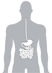 人体の消化器官
