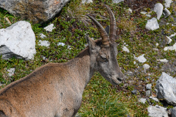 Ibex in the high mountains in August in the foreground