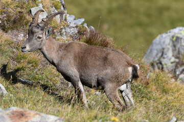 Ibex in the high mountains in August in the foreground