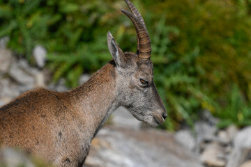 Ibex in the high mountains in August in the foreground