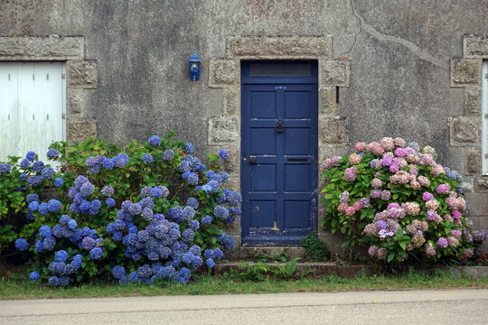 porta blu e ortensie fiorite in un abbraccio di colori vibranti 