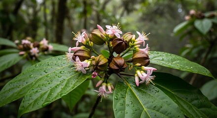 Fototapeta premium A close-up of a tropical plant with delicate pink flowers and distinctive star-shaped seed pods, covered in fresh raindrops.