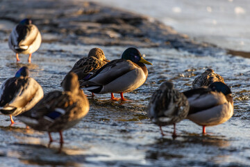 A group of ducks wade and rest in gently flowing water, bathed in golden hour light, with one iridescent-headed duck standing on one leg in the foreground.