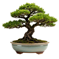 Obraz premium Bonsai Tree in Ceramic Pot transparent background Generative Ai.
