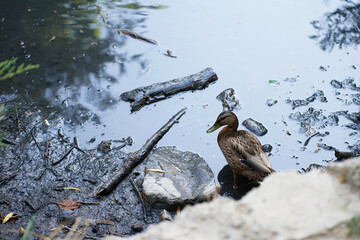 a duck sits in the mud in a dry pond