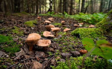 A cluster of brown mushrooms grows on the forest floor surrounded by moss and fallen leaves in a shaded woodland.