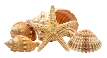 Isolated assortment of sea shells and starfish with decorative nautical collection decor