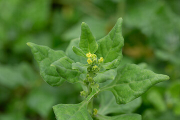 Spinach, known as Spinacia oleracea, with small yellow flowers, macro, selective focus. The leaves are dark green.