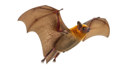 Isolated Rufous horseshoe bat in flight, mammal with outstretched wings ready to fly