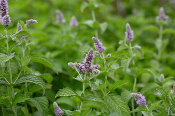 Fresh mint blossoms outdoors, mint flowers close up, peppermint flower. © Anna