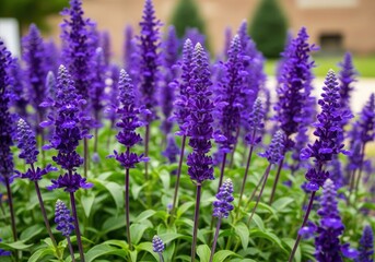 Captivating Field of Purple Salvia Flowers with Lush Green Foliage in Garden