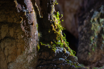 Vegetation growing on speleothem inside cave