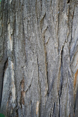 close up of the tree bark texture