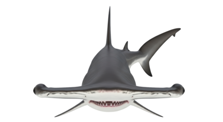 Isolated Hammerhead Shark Seen From Below with Glistening Teeth in a Predatory Pose