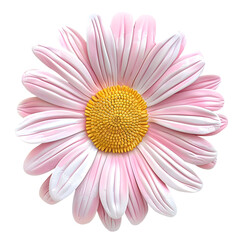 Isolated Pink Daisy Flower with Yellow Center