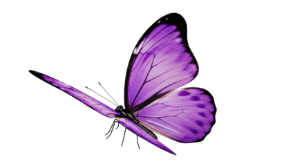 Isolated purple butterfly with black edges standing out to fly in spring on a light backdrop