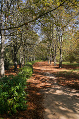 Fototapeta premium beautiful road in autumn garden