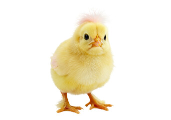 Obraz premium Isolated yellow chick stands on feet, fluffy feathers, cute face, small pink tuft on head