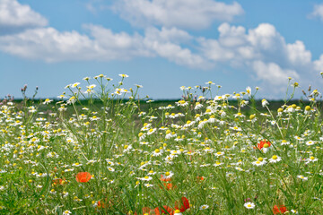 A sunny meadow filled with daisies and red poppies under a blue sky.