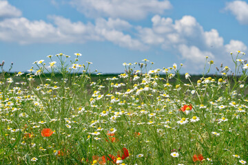 Beautiful wildflowers and daisies bloom in a vibrant field under a sunny sky.