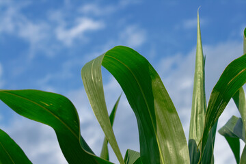 Green corn leaves against a bright blue sky with soft, fluffy clouds in the background.