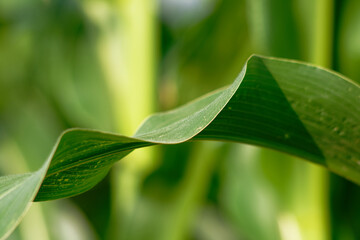 A close-up of a corn leaf, showcasing the beauty of nature and fresh growth.