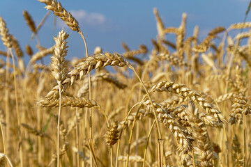 Close-up of golden wheat field, showing the beauty of a summer harvest season.