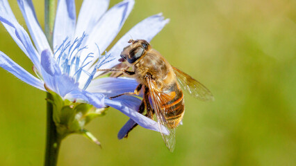 a bee sits on a chicory flower