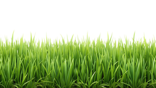 Lush green grass isolated on transparent background, providing a fresh and natural element for various design and decorative applications
