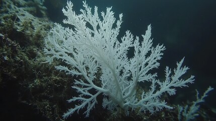 Obraz premium Ghostly coral sways in ocean depth