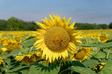 A close-up captures a sunflower in full bloom, surrounded by a vibrant field on a sunny day.