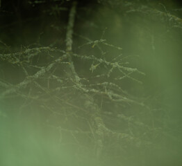 Hazing light green image of a lichen covered branch with out of focus leaves in the foreground