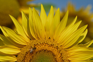 A vibrant sunflower with a bee, bathed in bright sunlight, close-up view.