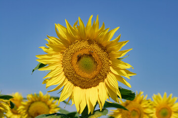 Vibrant sunflower in full bloom against a clear, bright blue sky in the summer sun.